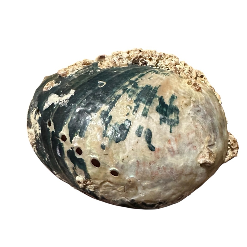 Abalone Sea Shell Beach Nautical Bowl Natural 70s 4.5”x5.5” - Picture 12 of 16